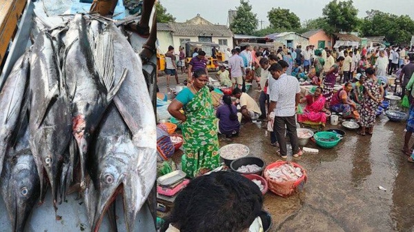 Chennai Kasimedu Fish Rate Cuddalore
