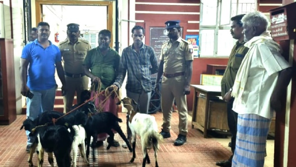 Coimbatore Goat