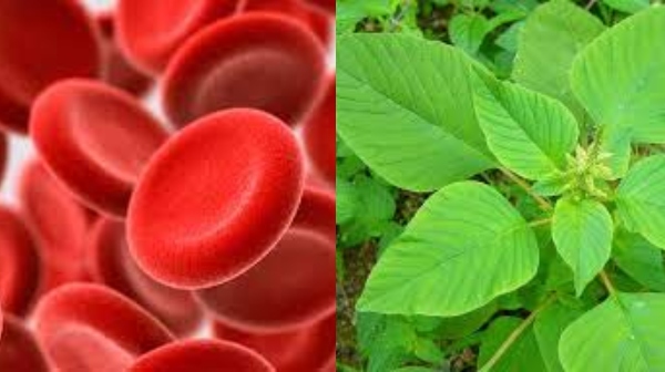 Health Kuppai Keerai Hemoglobin