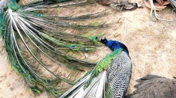 kovai coimbatore peocock goat