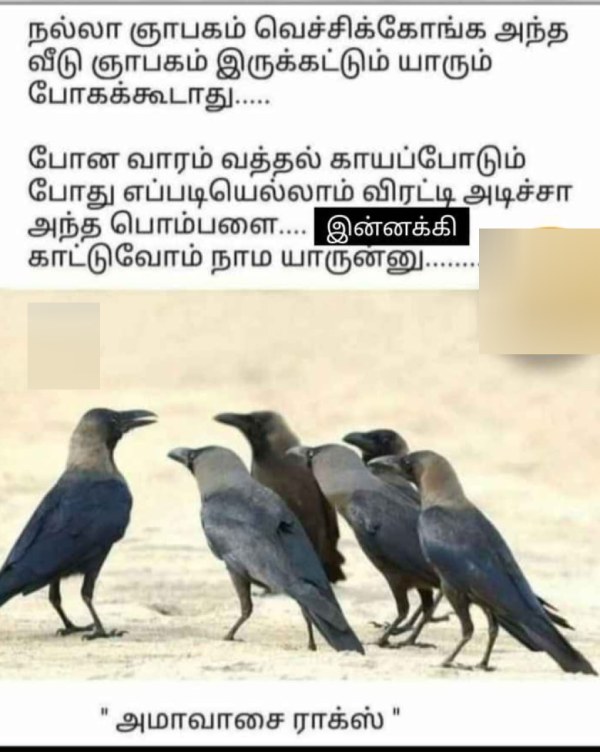 aadi month aadi amavasai memes