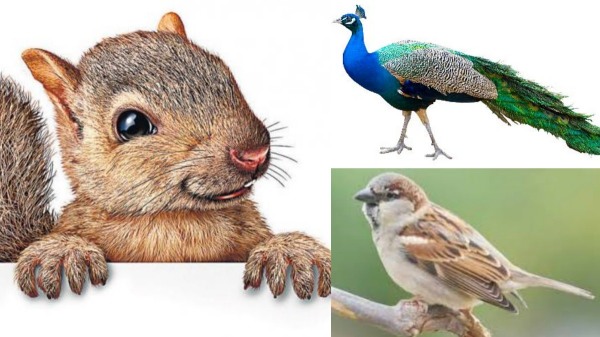 Peacock Squirrel Birds