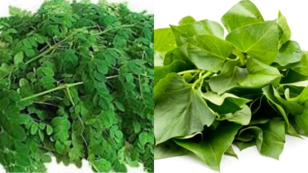 Health Health news Taro Leaves taro leaves taro leaf