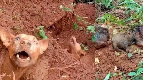 wayanad landslide kerala