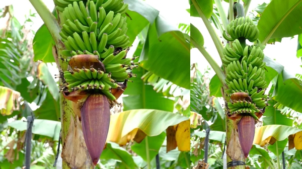 banana tree banana tree