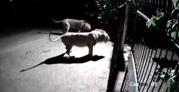 Gujarat lion CCTV