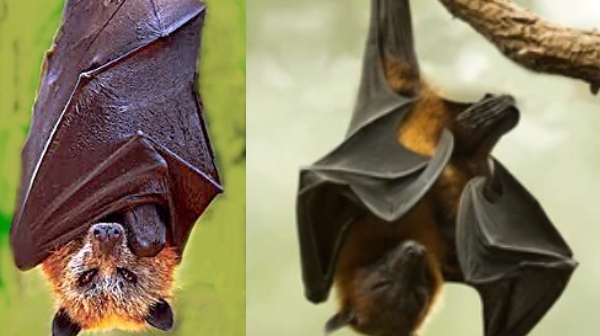 Bat Spiritual Bat Spiritual