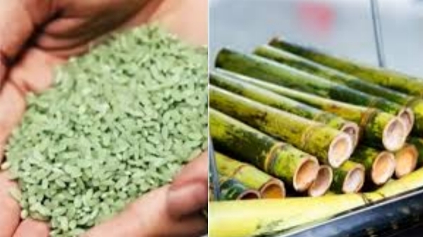 Bamboo Rice Moongil Arisi