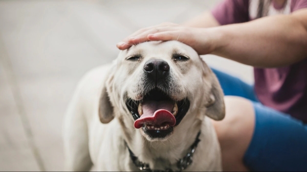 Coimbatore Dog