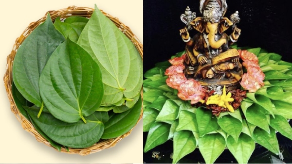 Betel leaves Betel nut Pariharam