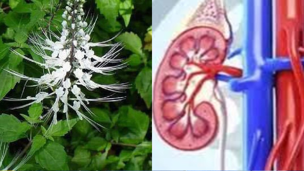 Poonai Meesai Cat Mustache Herb Kidney