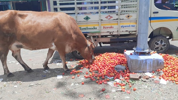 tomato dindigul palani