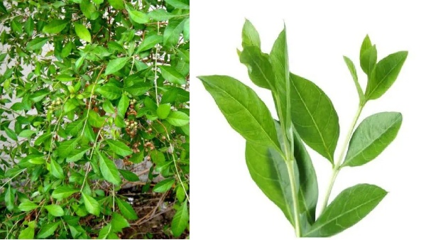 Maruthani Leaves Henna Leaves Maruthani