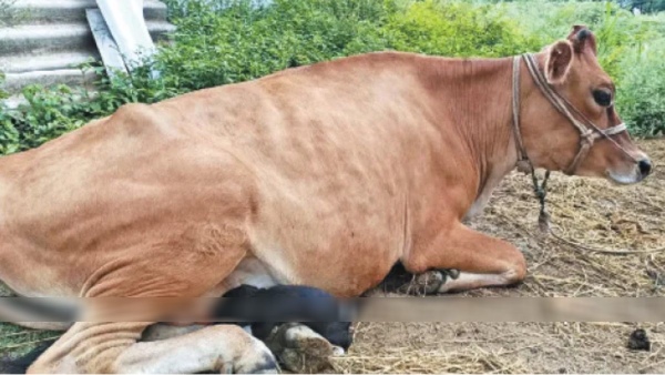 Tirupattur Jolarpet Thirupathur