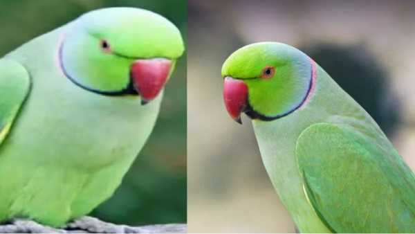 parrots vastu tips spirituality