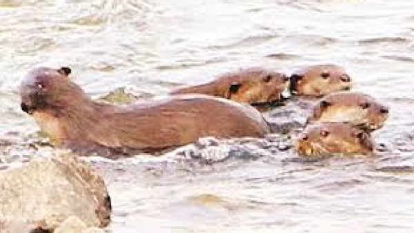 otters cauvery river bhavani river otters cauvery river bhavani river