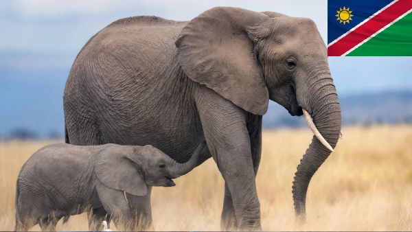 namibia animals drought namibia animals drought