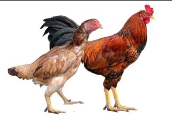 Naattu Kozhi Country Chicken Cancer