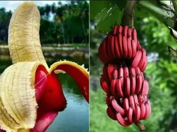 Red Banana Sevvazhai Red Banana Sevvazhai