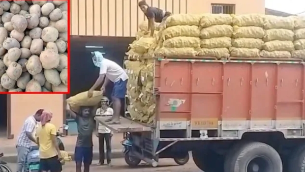 potato politics odisha