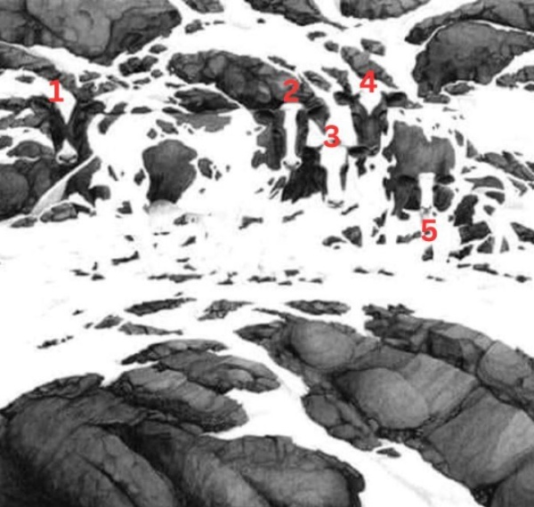 optical illusion offbeat trend