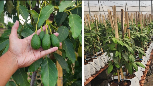 Madhya Pradesh Madhya Pradesh