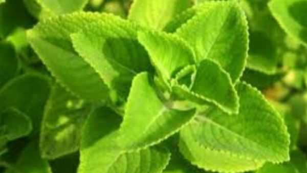 health Omavalli omavalli leaf Kidneys