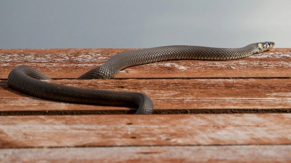 snake rain
