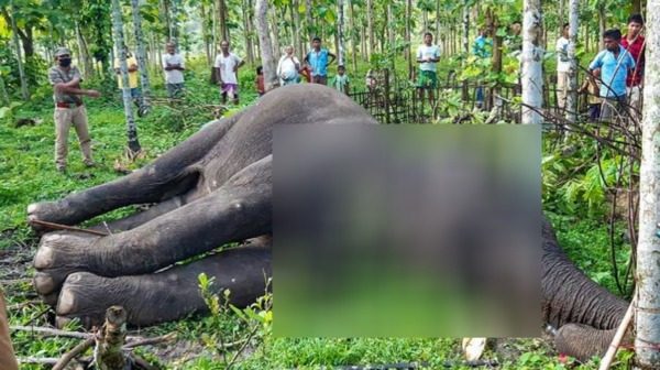 Elephant Kolkata
