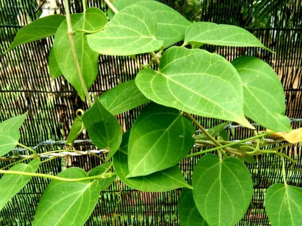 sirukurinjan root sirukurinjan leaf sugar patients