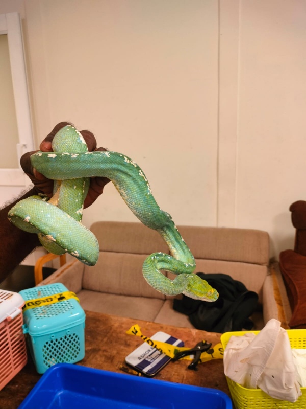 Chennai Airport snake