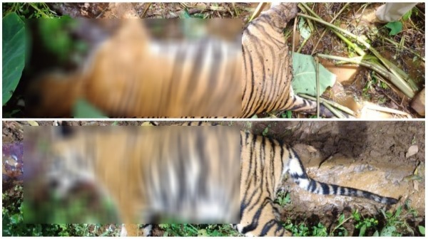 nilgiris tigers nilgiris tigers