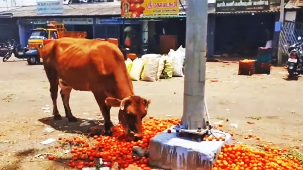 Tomato Dindigul Palani
