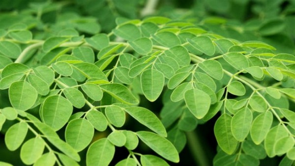 drumstick leaves moringa drumstick leaf