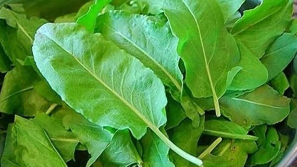 sukkan keerai arthritis