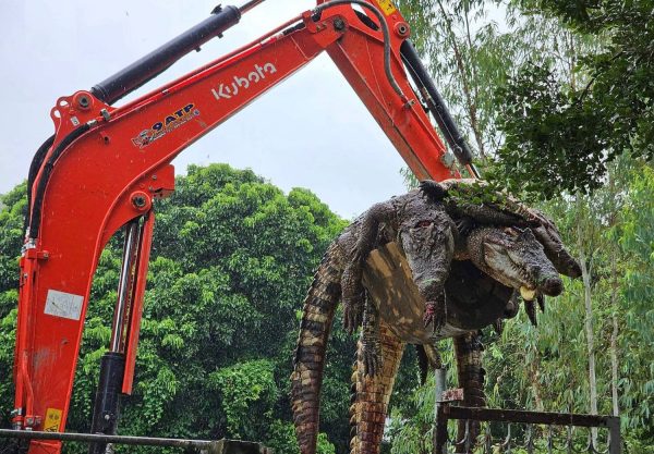 thailand cyclone crocodiles