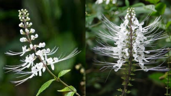 poonai meesai cat mustache herb blood pressure