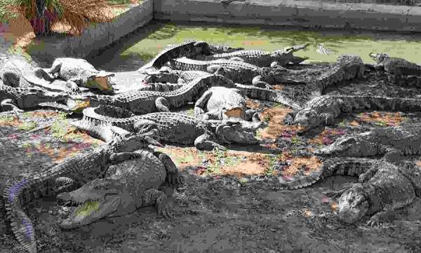 thailand cyclone crocodiles