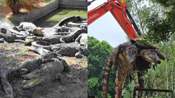 thailand cyclone crocodiles