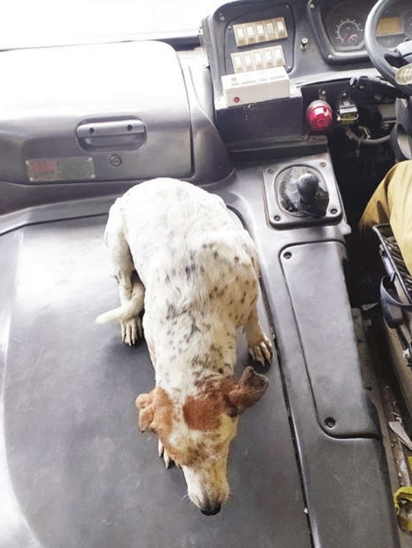 vellore bus dog