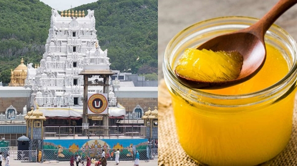 tirupati laddu andhra pradesh avin ghee tirupati laddu andhra pradesh avin ghee