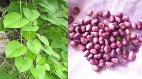 jamun leaf diabetic patients jamun leaf diabetic patients