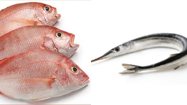 mural fish needle fish weight loss