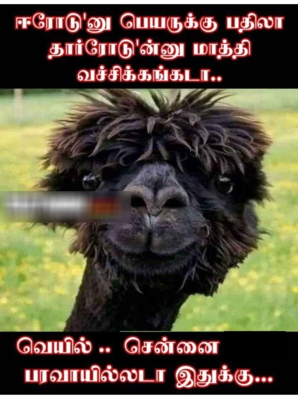 summer sun ooty tea rain