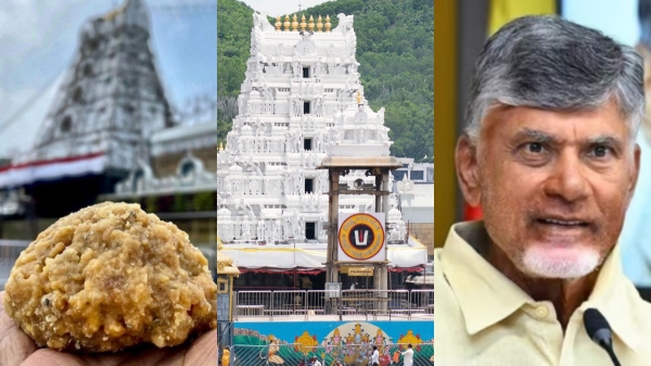 chandrababu naidu tirupati laddu andhra pradesh
