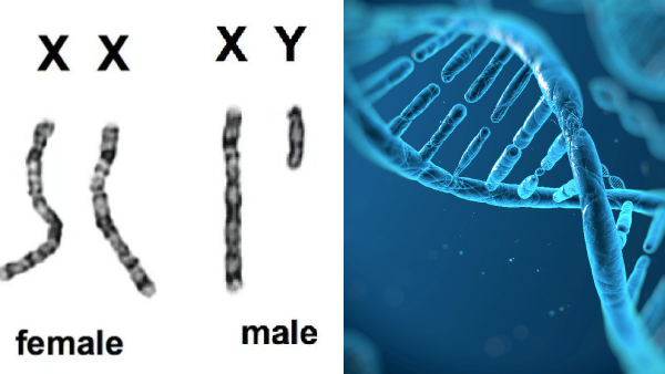 dr farook abdulla y chromosome