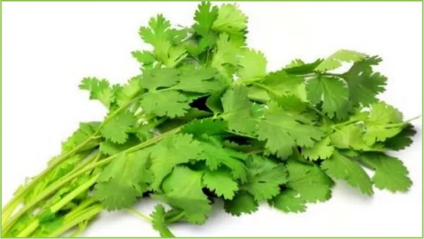 coriander leaves coriander seeds