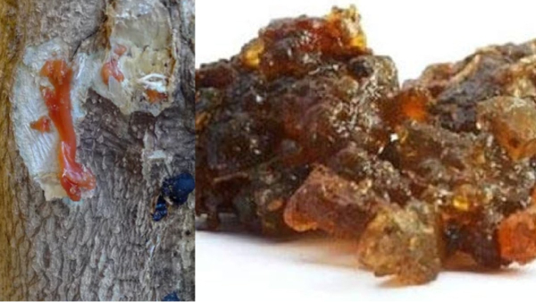 drumstick resin drumstick tree calcium