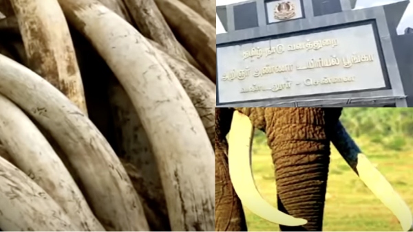 vandalur zoo elephant