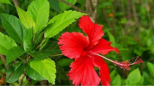 hibiscus leaves hibiscus flowers tea sembaruthi poo